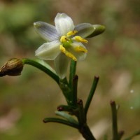 Dianella ensifolia (L.) Redouté